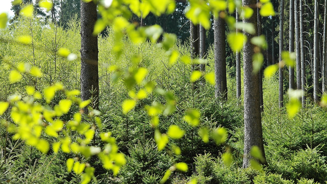 Why Every Home Should Have These Eco-Friendly Products